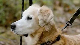 NRHRC Gun Dog Test 10/28/18 - Rudy
