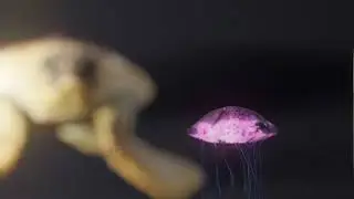 scena tartaruga morso cc medusa