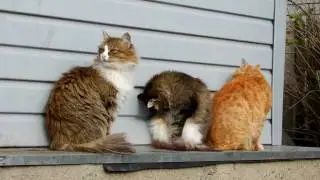 Утро. Кошки.  