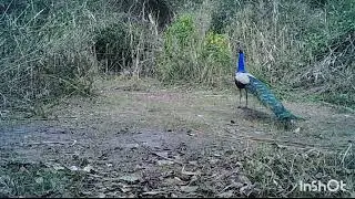Peacocks near Boar river Kaladhungi, India