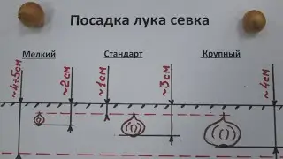 Посадка лука севка
