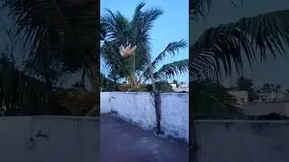 Funny cat climbing rope