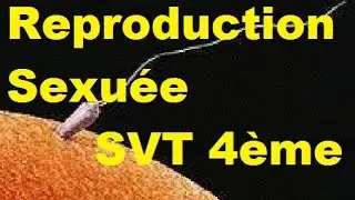 La reproduction sexuée - SVT 4ème - Transmission de la vie chez l'homme