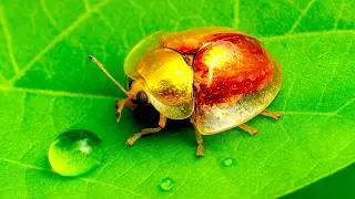 INSECT PSYOPS | Covert Tricks They Use to Control the Micro-Jungle