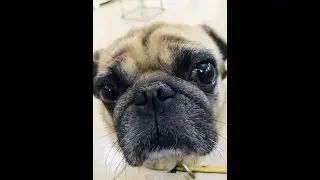 Pug Mania (185 Subscriber Special)