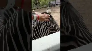 Зебра вблизи. Очень самодостаточное и гордое существо.