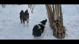 Охота с европейцами! Куница с дупла, январь 24 года.