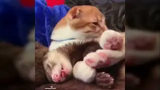 2022 CUTEST PETS and FUNNY ANIMAL VIDEO Compilation