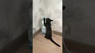 Непослушный котенок 