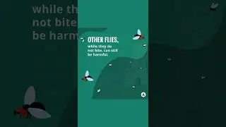 Flies and Pets | Merck Veterinary Manual