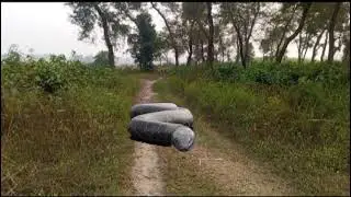 Anaconda Snake Part 1 in Real Life  Anaconda Live Bait Anaconda Attack 
