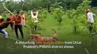 Tigress beaten by mob to death in India