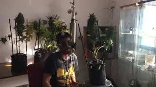 Elite Seeds Banana Joint High THC cannabis