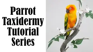 Parrot Taxidermy Tutorial,.