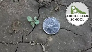 Edible Bean School: Knocking out nightshade