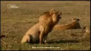 Прикольное спаривание животных))))