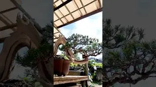 あの真柏を植え替えました Replanting juniper