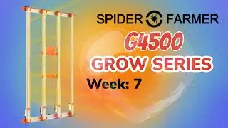 Spider Farmer autoflower grow series!  AIR CUBE GROWTH!!