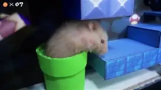 Mario Hamster Obstacle course