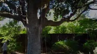 (109) What is the right way to prune a tree?