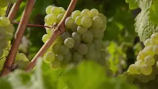 Mosel – Römer, Riesling, Steile Hänge