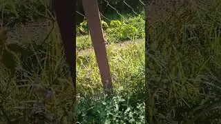 ПЕРВЫЙ ДЕНЬ ОСЕНИ. И УЖЕ НОСТАЛЬГИЯ ПО ЛЕТУ🍂🍁🥀 #music #song