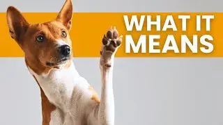 How To Read Your Dog's Body Language Like a Pro