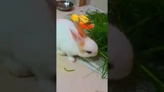 #kukkurabbit