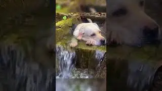 #funny #dog #dogshorts #viral malayalam