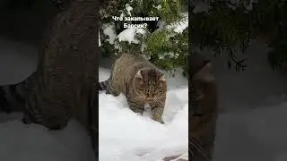 #cat
