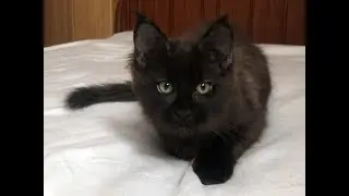 Тесла, котенок мейн кун