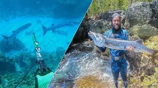 I Shot This Massive One Today While Spearfishing 