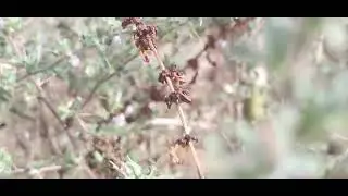 ‎@-earth.plants-animals   Ononis spinosa,rest-harrow,gjuhënusja ose rrëshqitëse me gjemba(1)