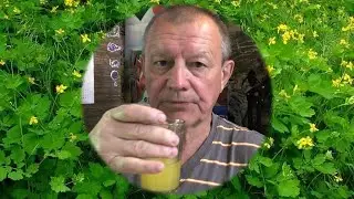 Чистотел - супер 🍺 квас! Или главный целебный 🍀 фермент Болотова Б. В. без молочной сыворотки.