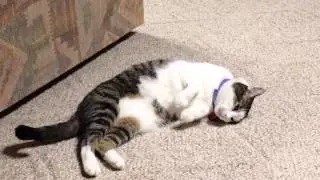 Night Night Cat