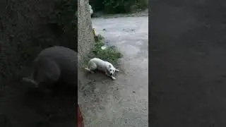 White dog