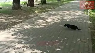 Кот-охотник: жестокое разочарование