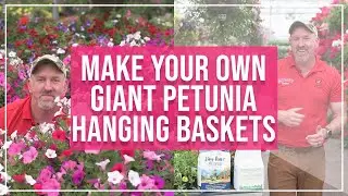 Making Your Own Giant Petunia Hanging Basket | Tips & Tricks from Bauman's Farm & Garden