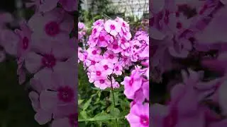 Флоксы 🌺 #цветы #лето / Phloxes 🌺 #flowers #summer