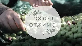 1. Когда сезон отжима оливкового масла? | 16+