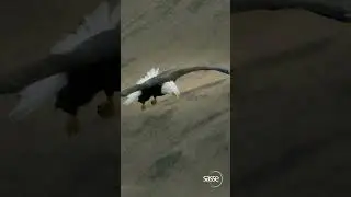 Eagle descending in Alaskan Mountains