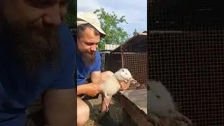 Нутрия это не кот. Как же правильно их брать ?! #жизньвдеревне #подсобноехозяйство #нутрии #мтз80