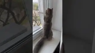 Миссия поймать муху #алиса #алисалиса #кошки
