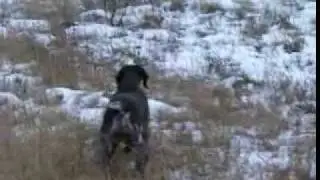 Pointer caza al liebre con el mostrador