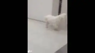 Luxação patelar em cães