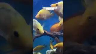 Sea world Carnival #chandigarh #shortsyoutube #ytshorts #trending #youtube #shorts