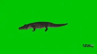 Alligator Animation Green Screen