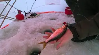 THEY JUST SET OUT THE TIP-UPS! LENEVSKOYE RESERVOIR, SOROGA, URAL-STYLE SCRAMBLED EGGS! FISHING I...