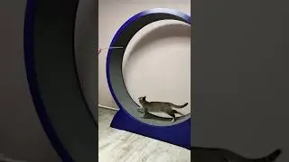 Бег от оливье😂