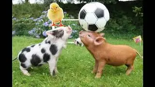 Whitney Houston ANIMALS Need a MIRACLE but I Believe in YOU & Me Prayer to Save WILDLIFE Extinction
